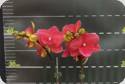 Phal. Tying Shin Galaxy - mit 1 Bltenrispe